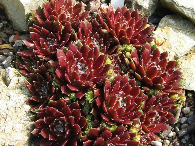 Silberkarneol