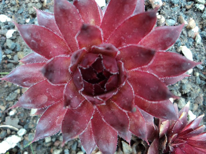 Pacific Dawn