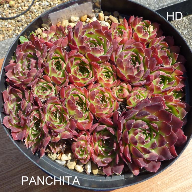 Panchita / Jovi