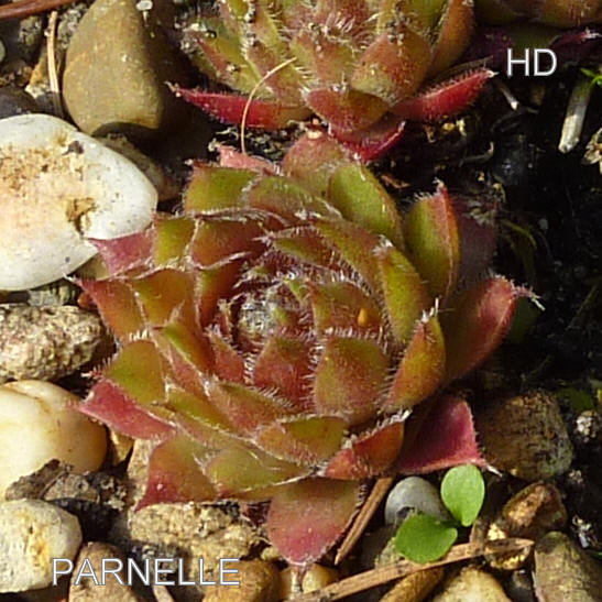Parnelle