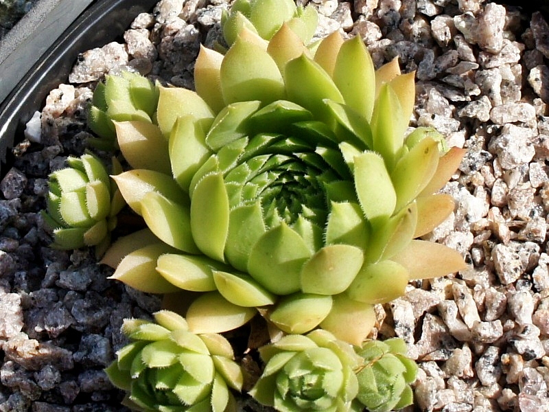 Sterkugel (II)