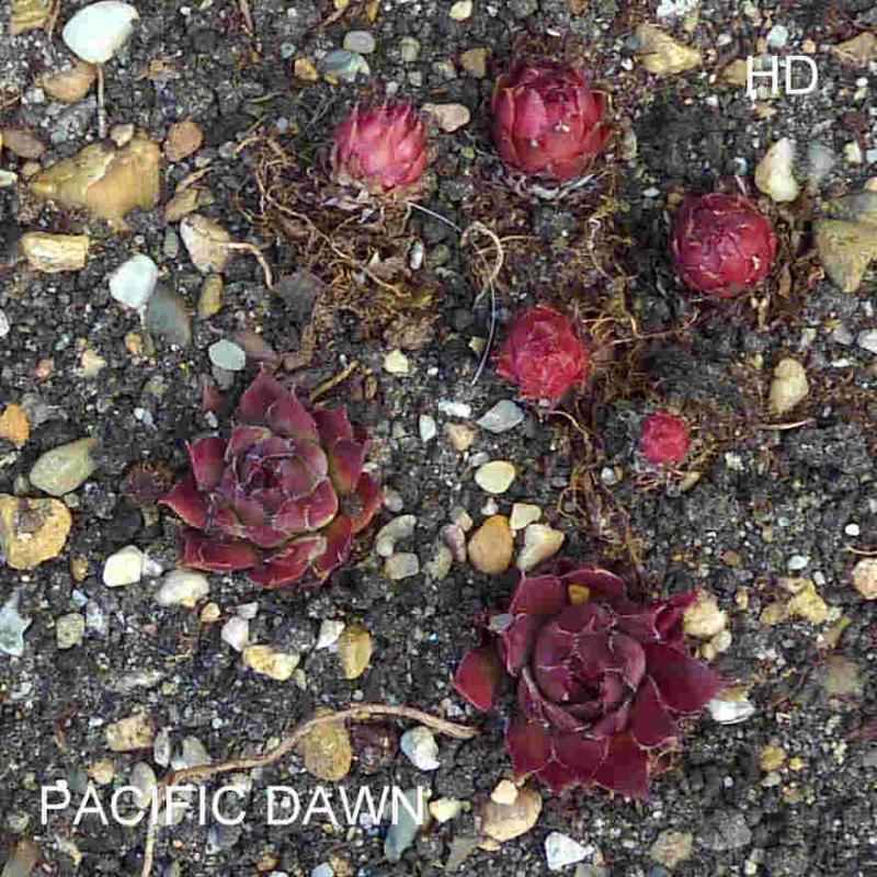 Pacific Dawn