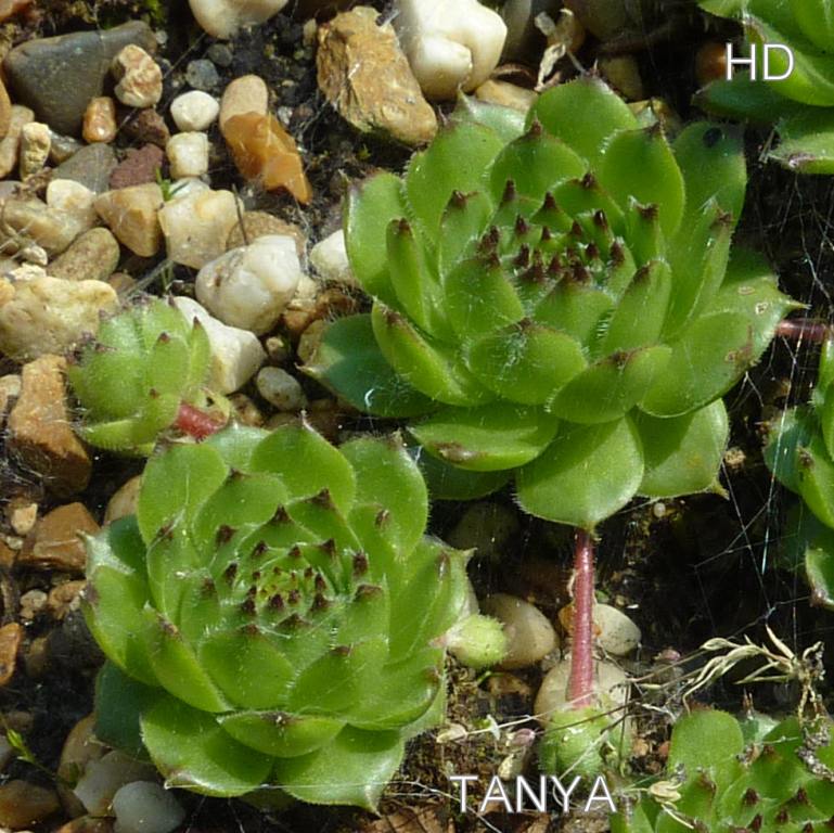 Tanya