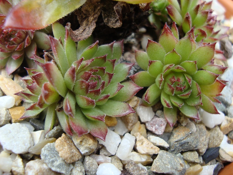 Spitzbub
