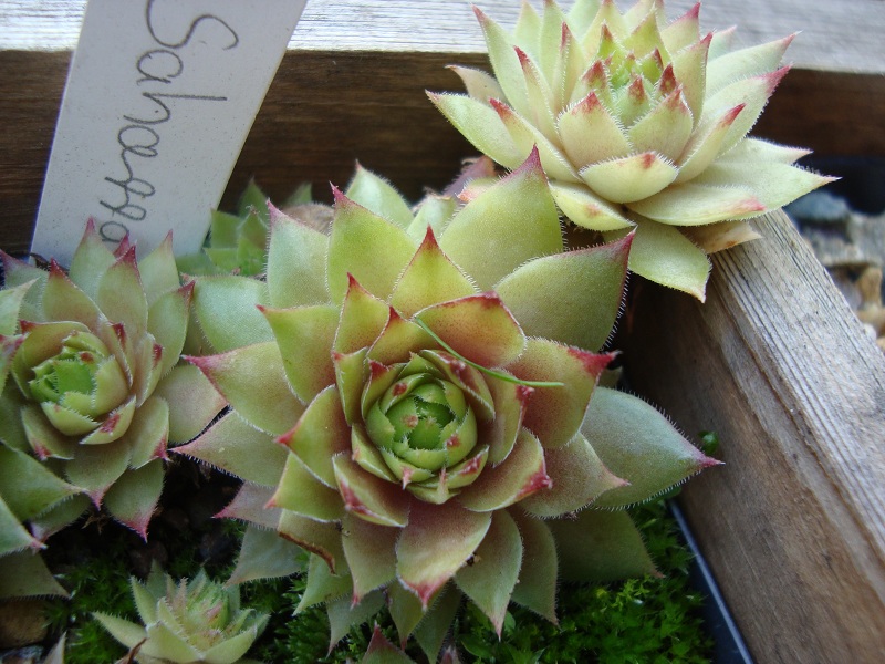 Saharasonne