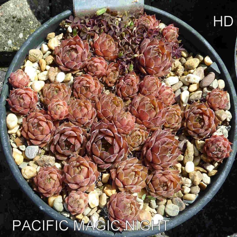 Pacific Magic Night