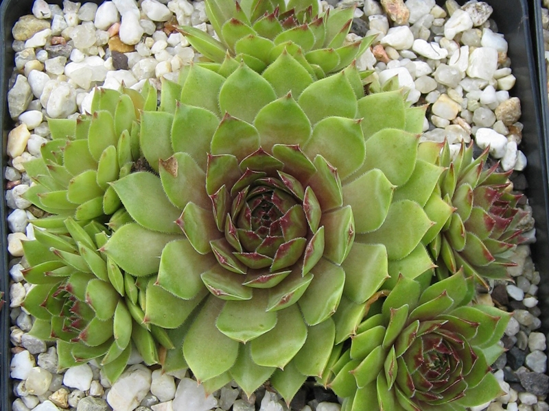Saharasonne