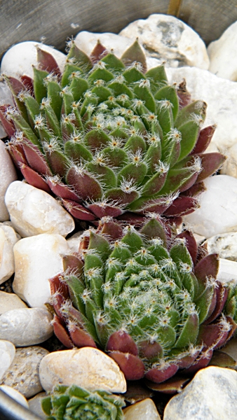 Silberkarneol