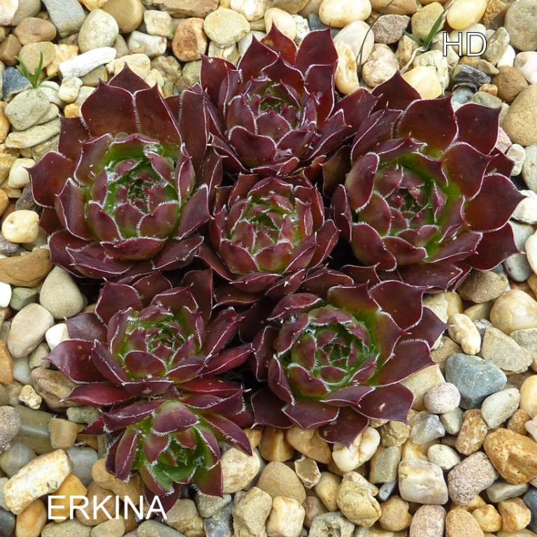 Erkina / Jovi ( II )
