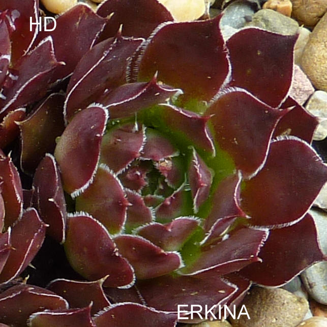 Erkina / Jovi ( II )