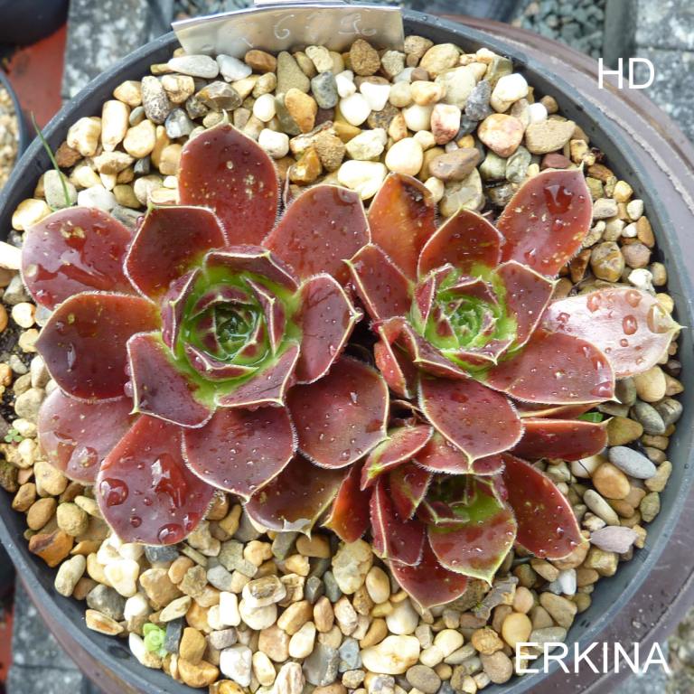 Erkina / Jovi