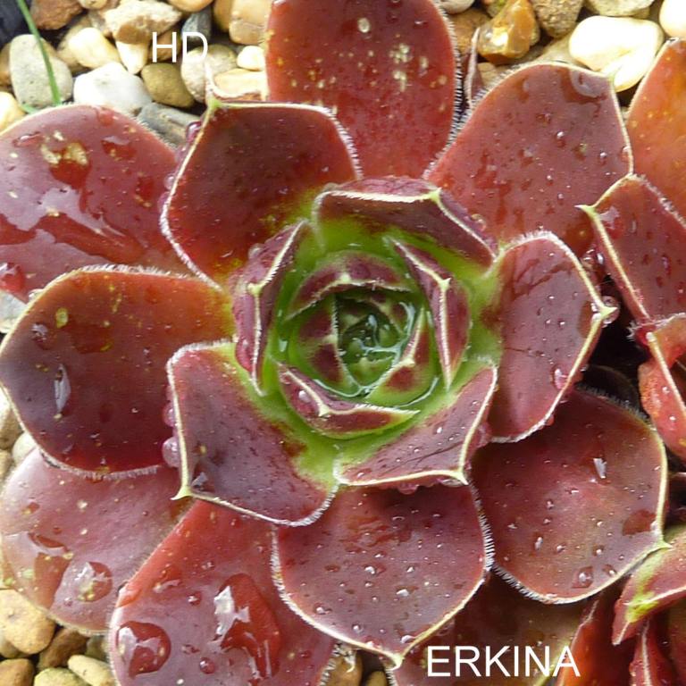 Erkina / Jovi