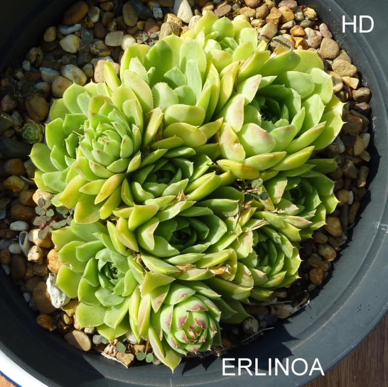 Erlinoa / Jovi