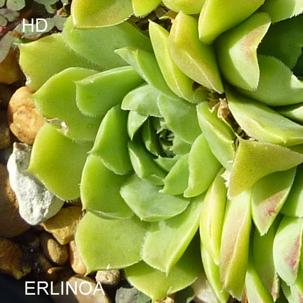 Erlinoa / Jovi