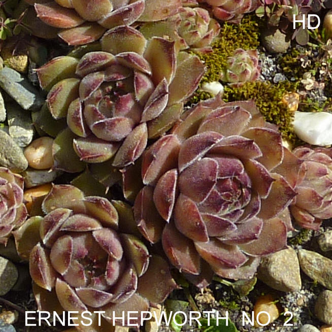 Ernest Hepworth No. 2