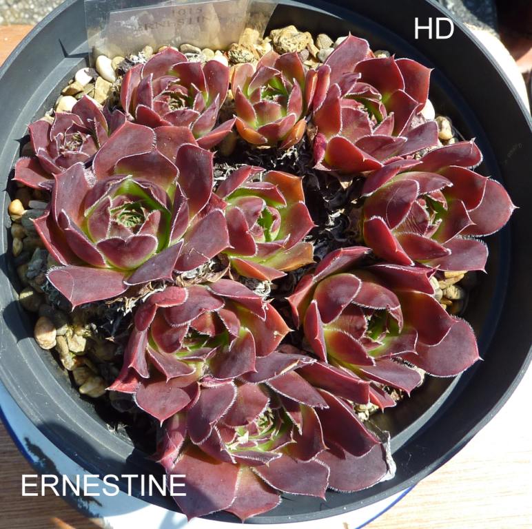 Ernestine / Jovi