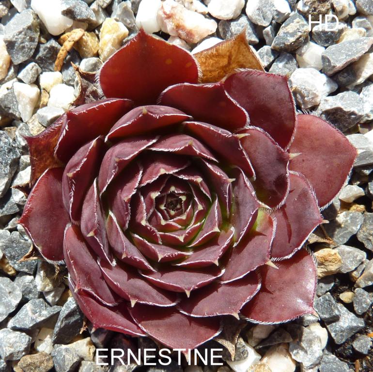 Ernestine / Jovi