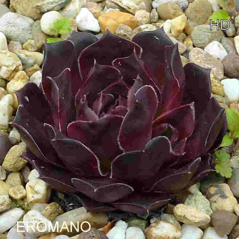 Eromano / Jovi