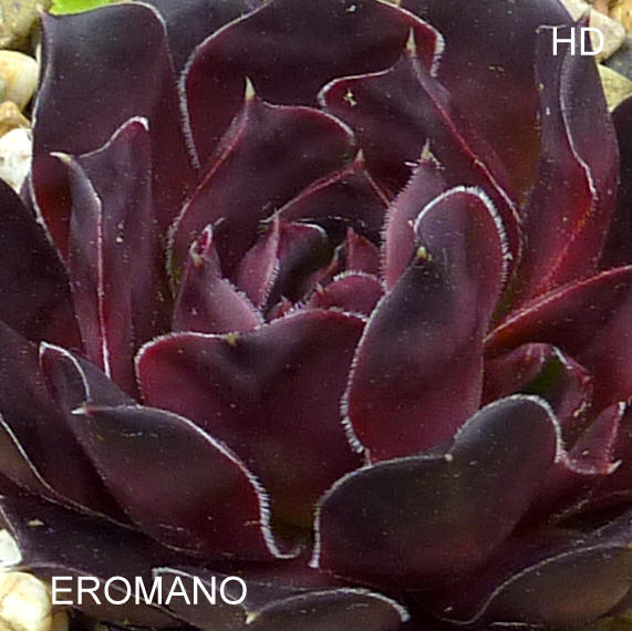 Eromano / Jovi