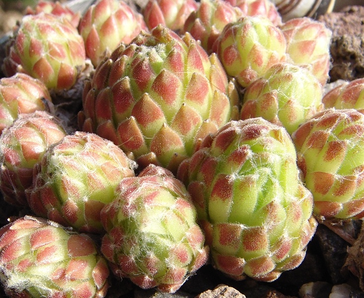 Erongo