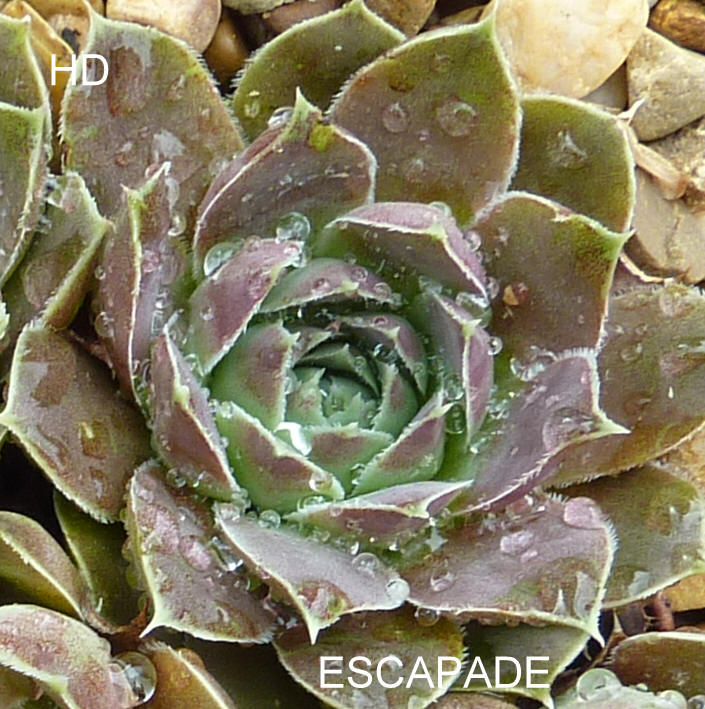 Escapade / Jovi