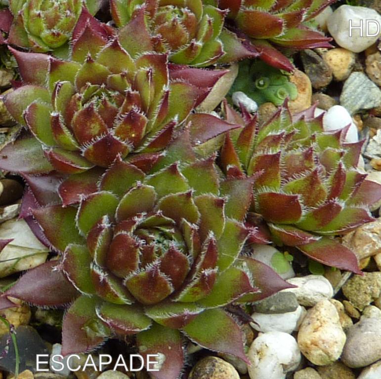 Escapade