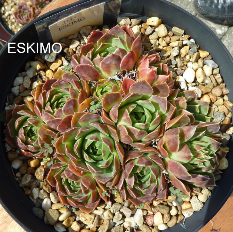 Eskimo / Jovi