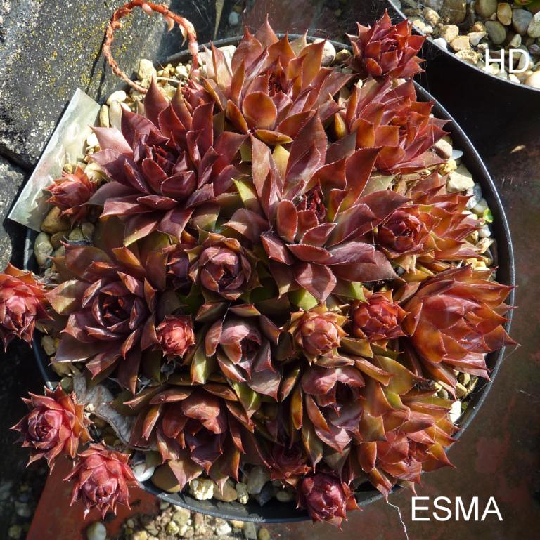 Esma