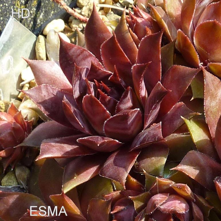 Esma