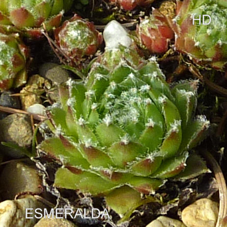 Esmeralda