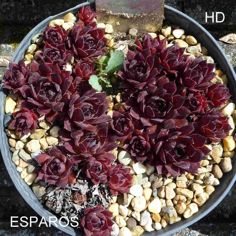 Esparos