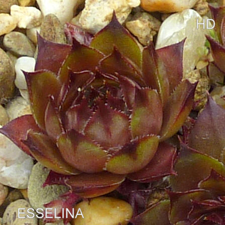 Esselina
