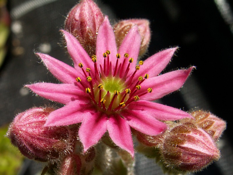 Esselina