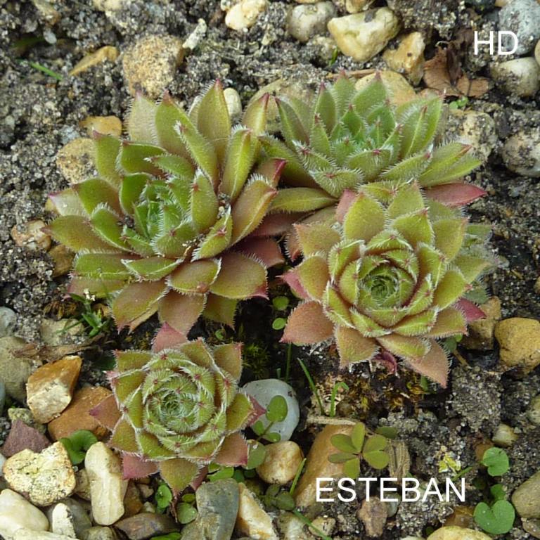 Esteban