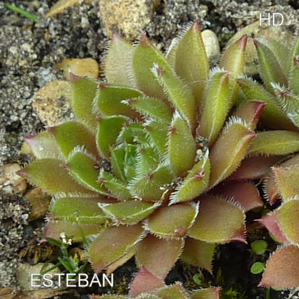 Esteban