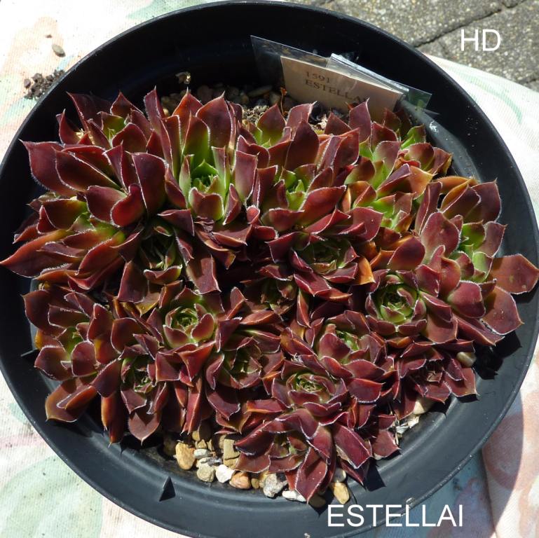 Estellai / Jovi