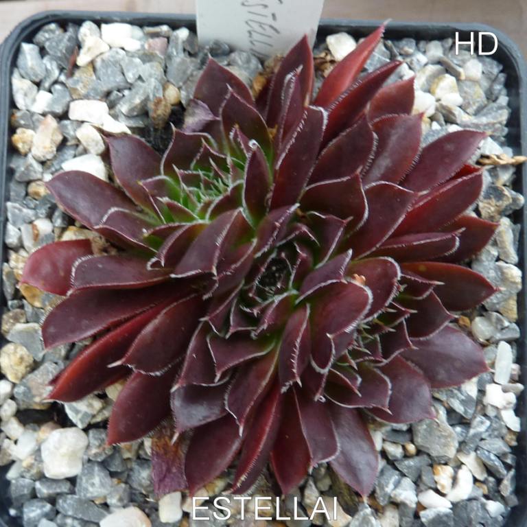 Estellai / Jovi