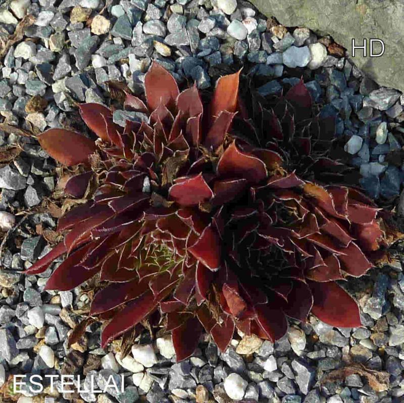 Estellai / Jovi