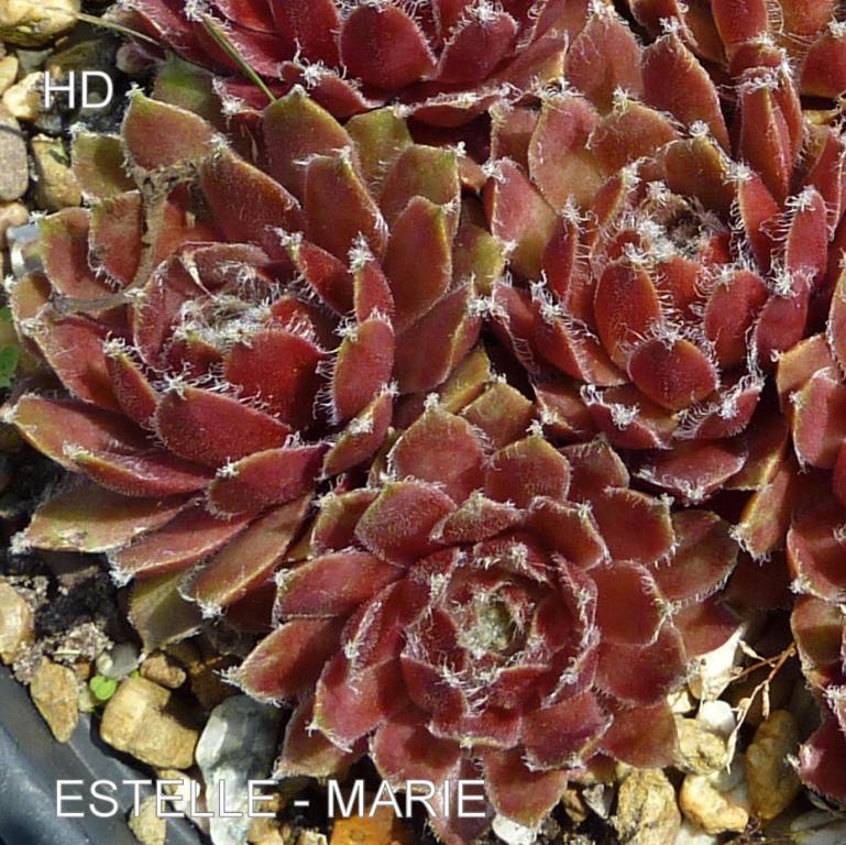 Estelle-Marie