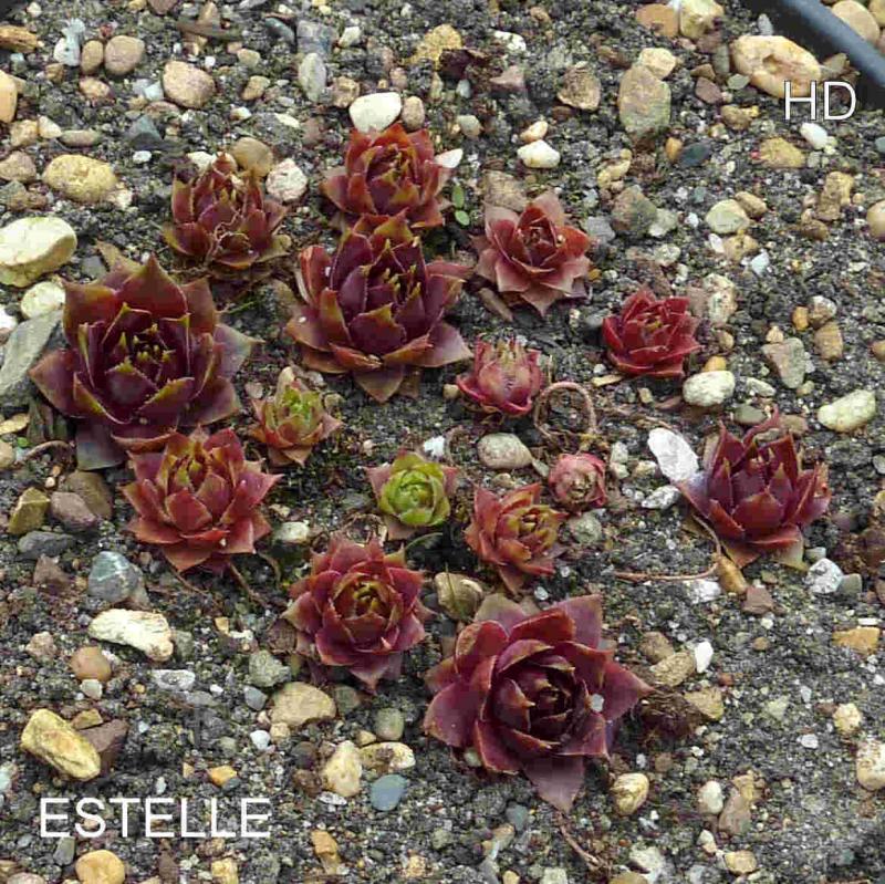 Estelle