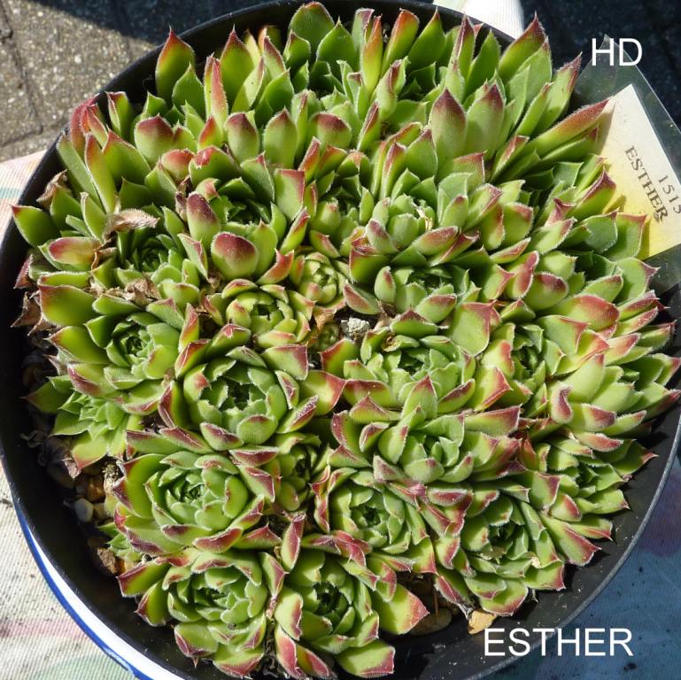 Esther / Jovi