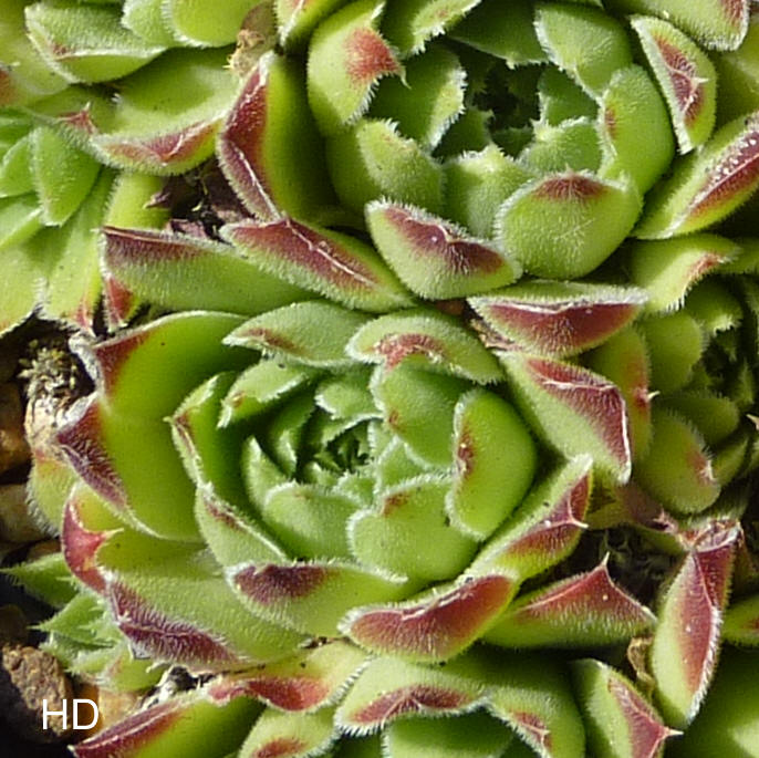 Esther / Jovi