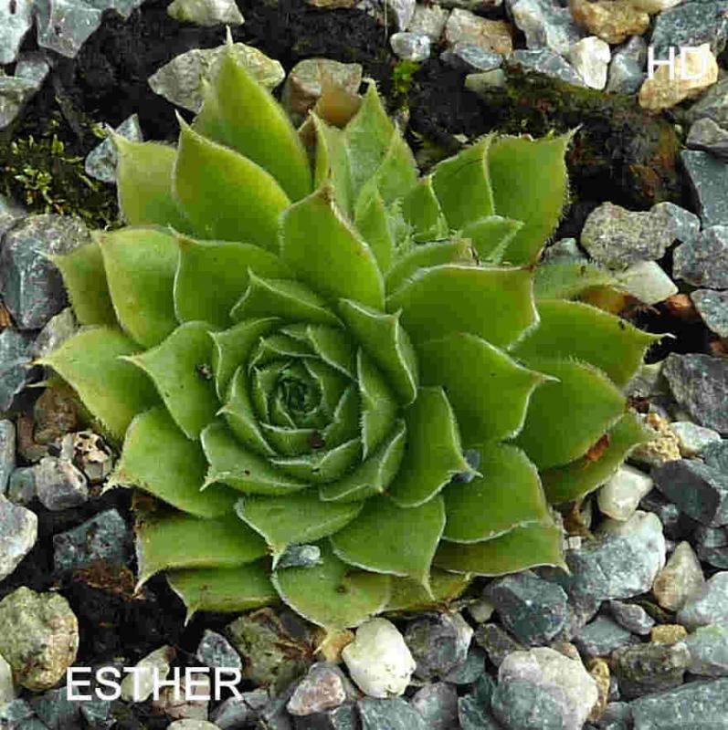 Esther / Jovi