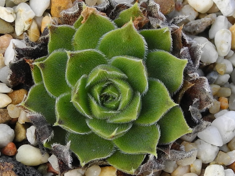 Esther / Jovi