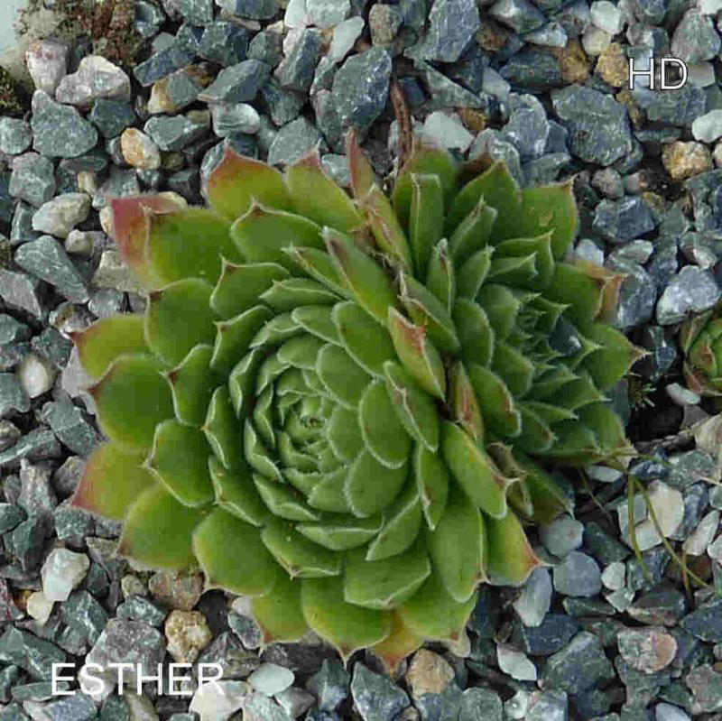 Esther / Jovi