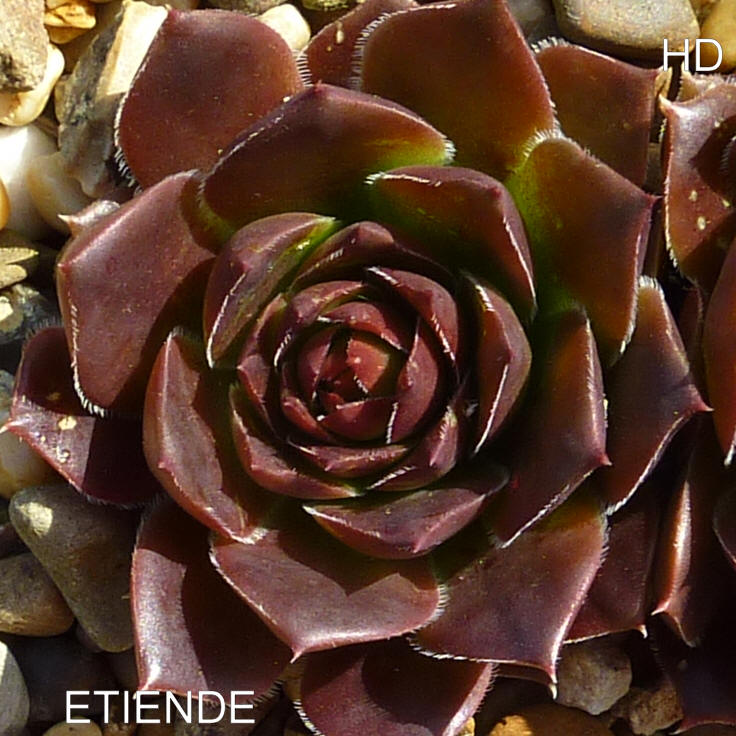 Etiende / Jovi