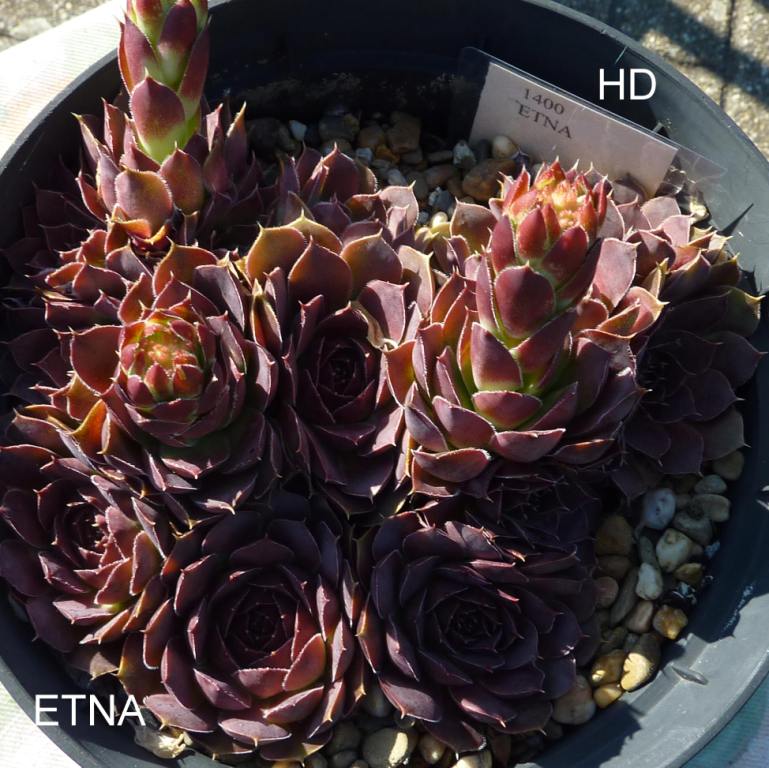 Etna / Jovi