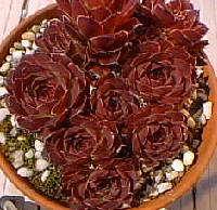 Etna / Jovi
