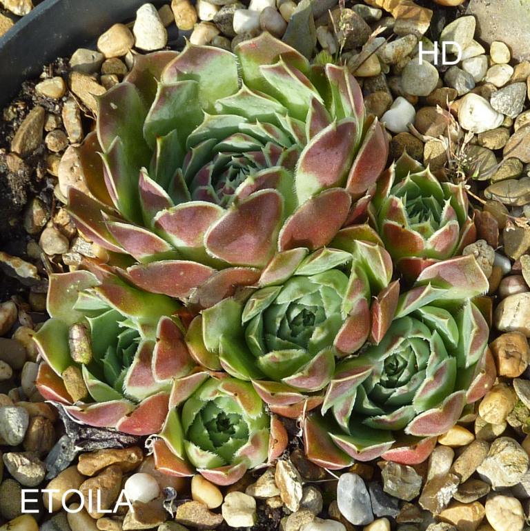 Etoila / Jovi