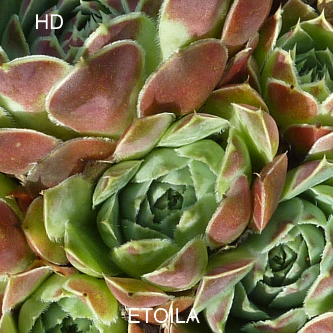 Etoila / Jovi